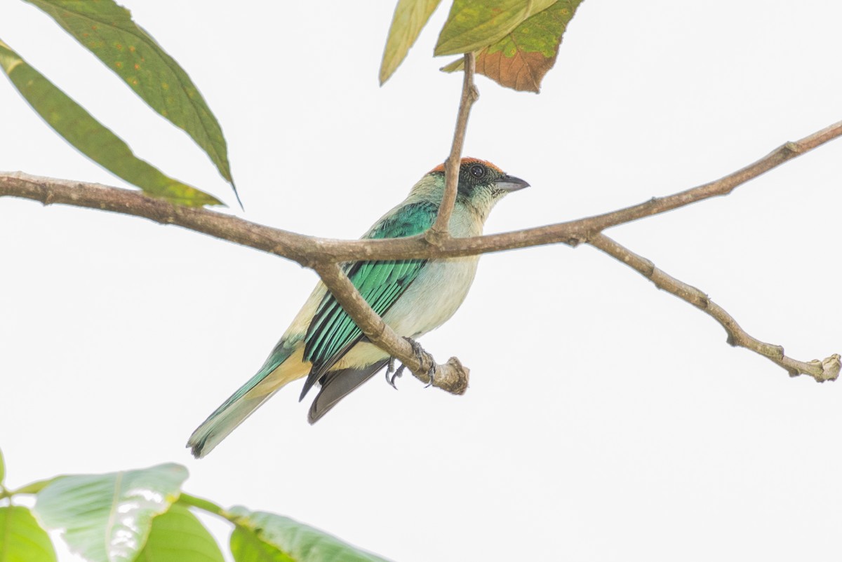 Scrub Tanager - ML643186426