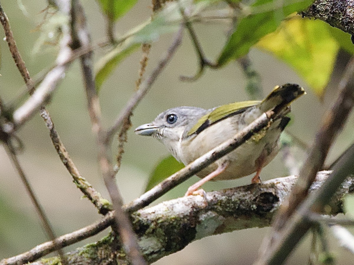 White-browed Shrike-Babbler - ML643186427