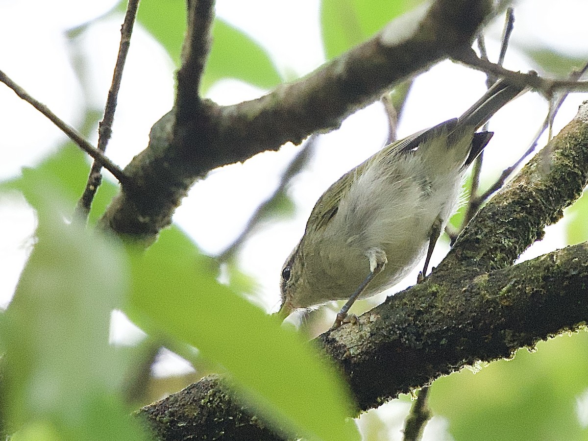 Mountain Leaf Warbler - ML643186428