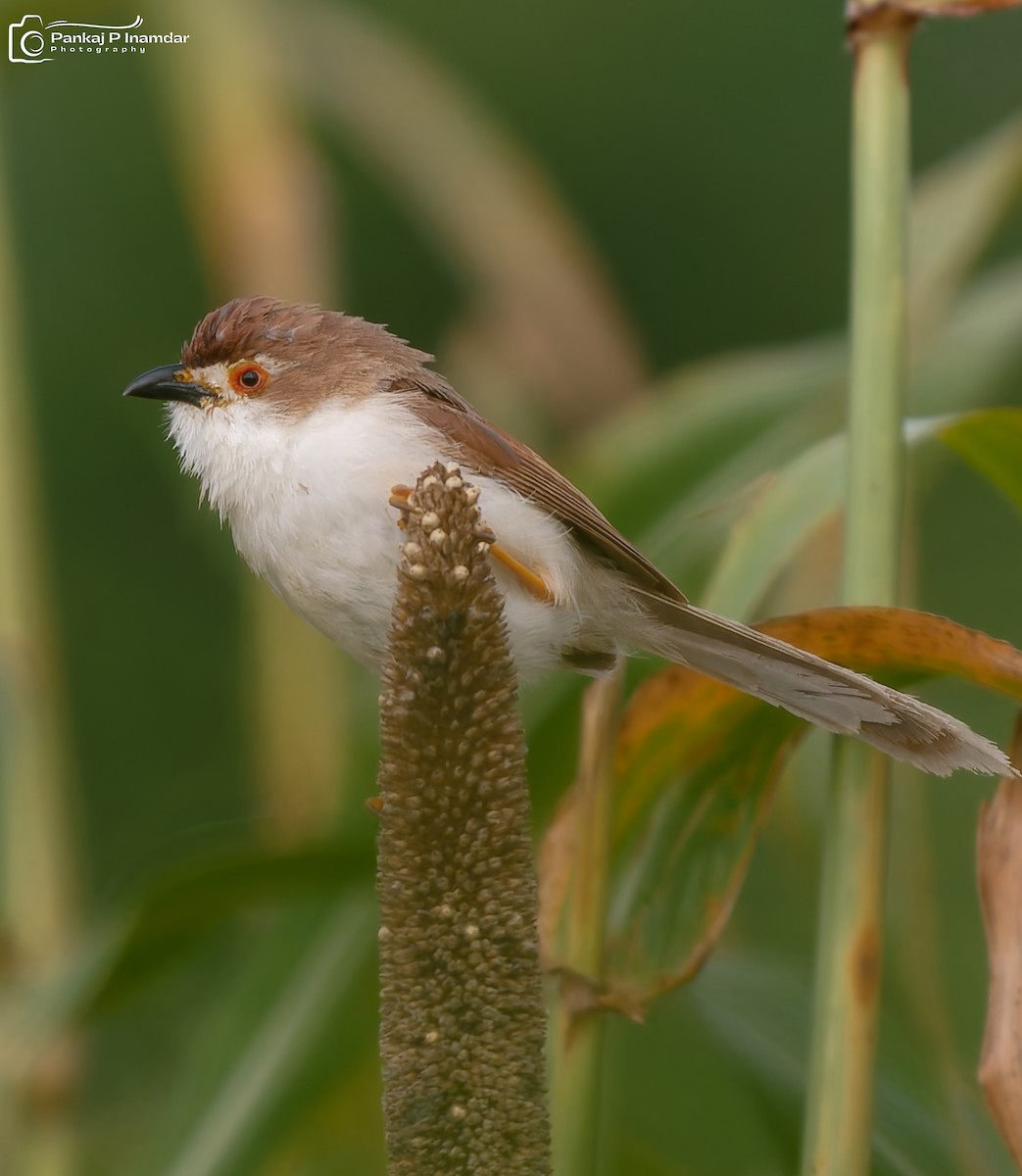 Yellow-eyed Babbler - ML643186429