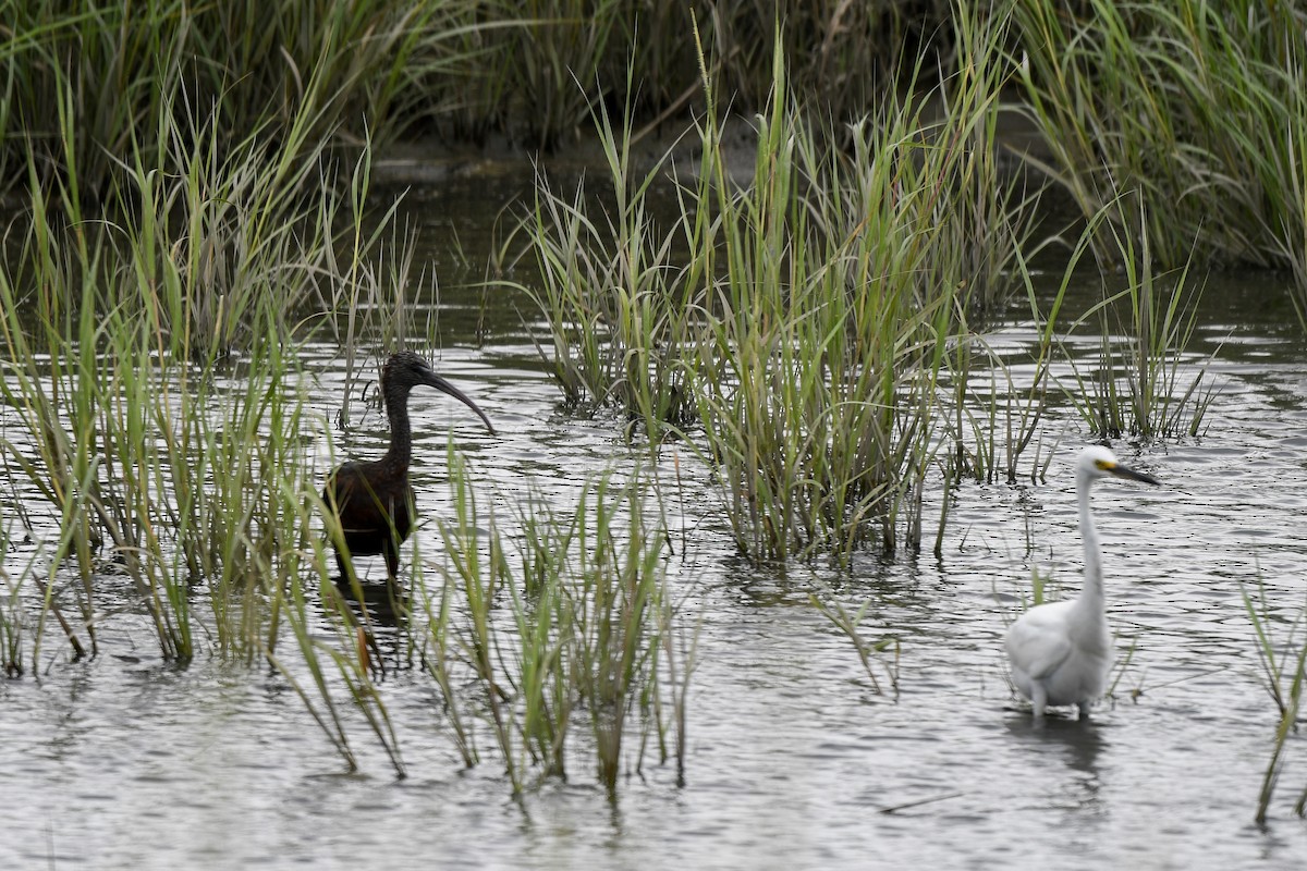 Glossy Ibis - ML643186432