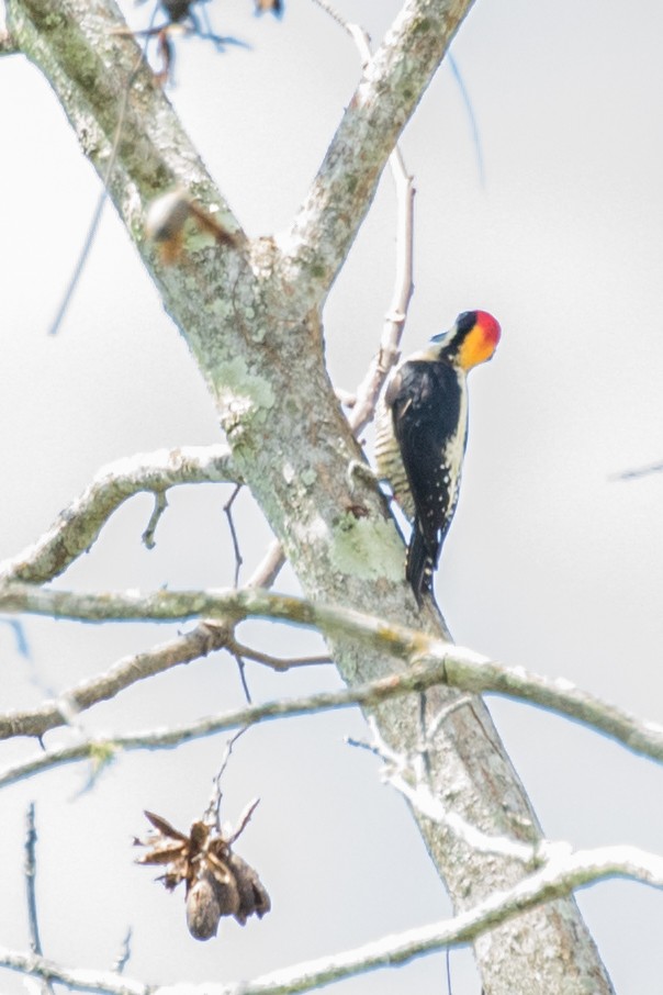 Beautiful Woodpecker - ML643186435