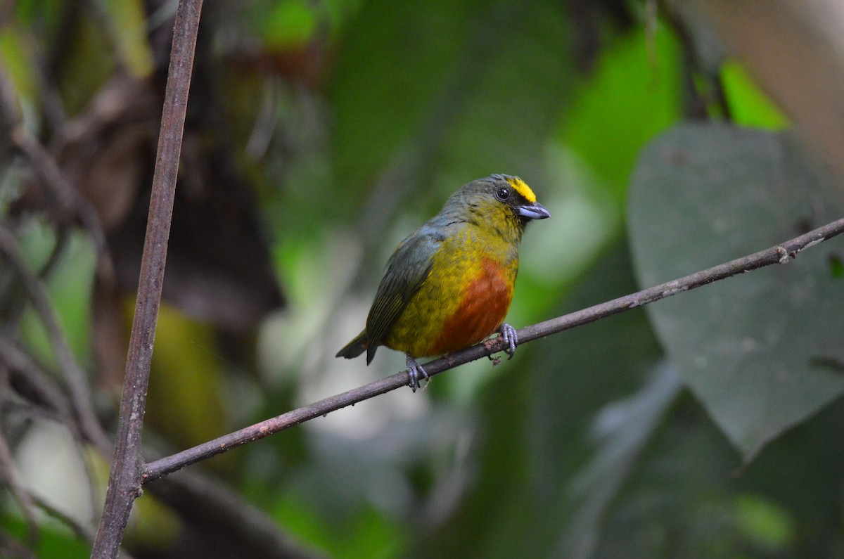 Olive-backed Euphonia - ML643186437