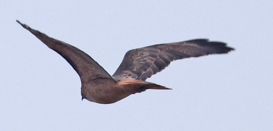 rødhalevåk - ML643186439