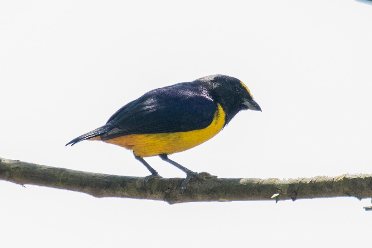 Fulvous-vented Euphonia - ML643186441
