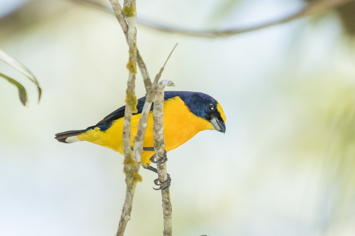 Thick-billed Euphonia - ML643186442