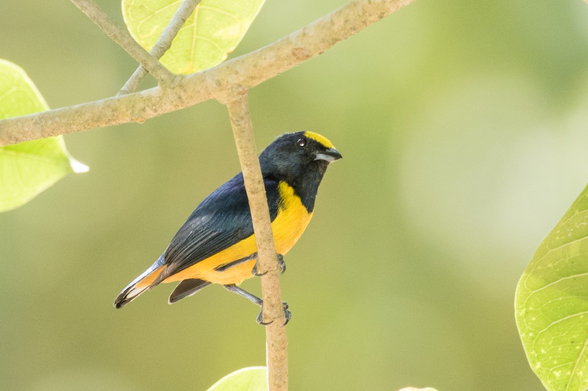 Fulvous-vented Euphonia - ML643186444