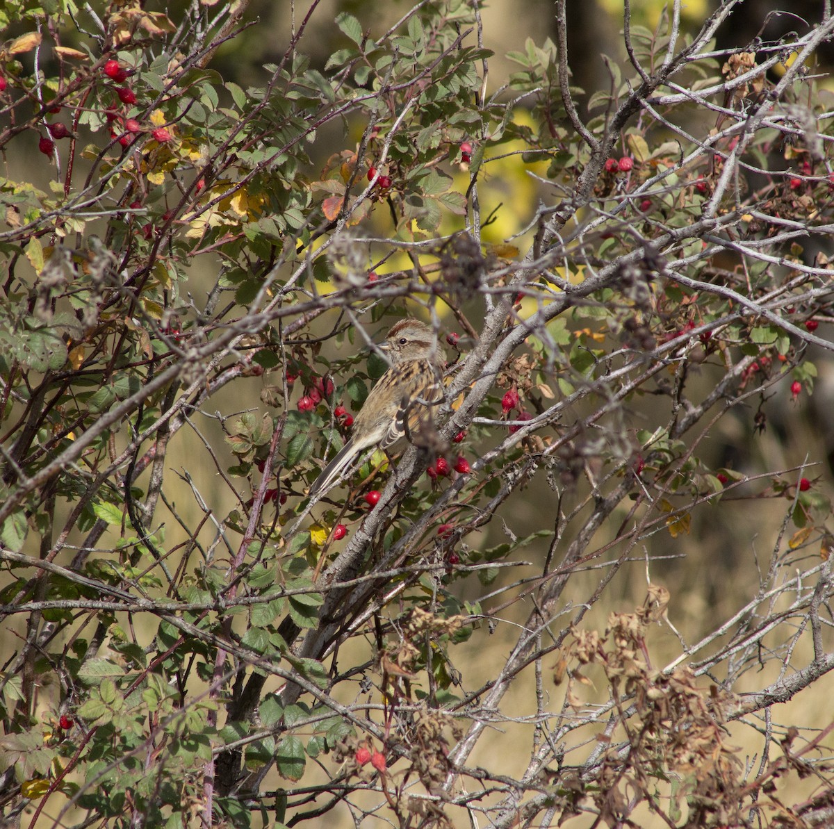 American Tree Sparrow - ML643186450