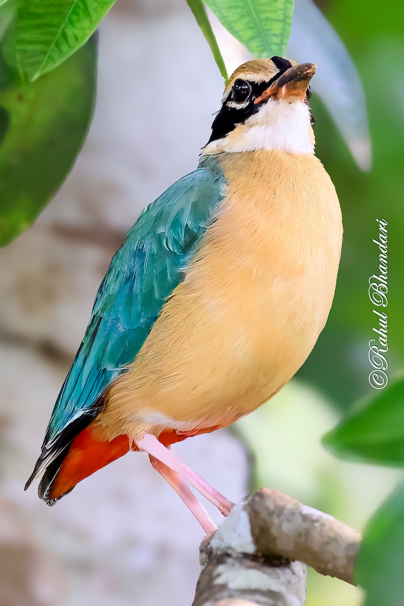 Indian Pitta - ML643186461