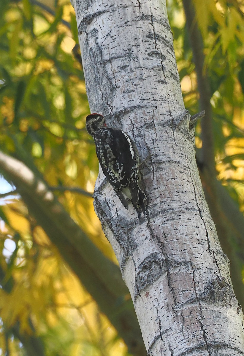 Red-naped Sapsucker - ML643186466