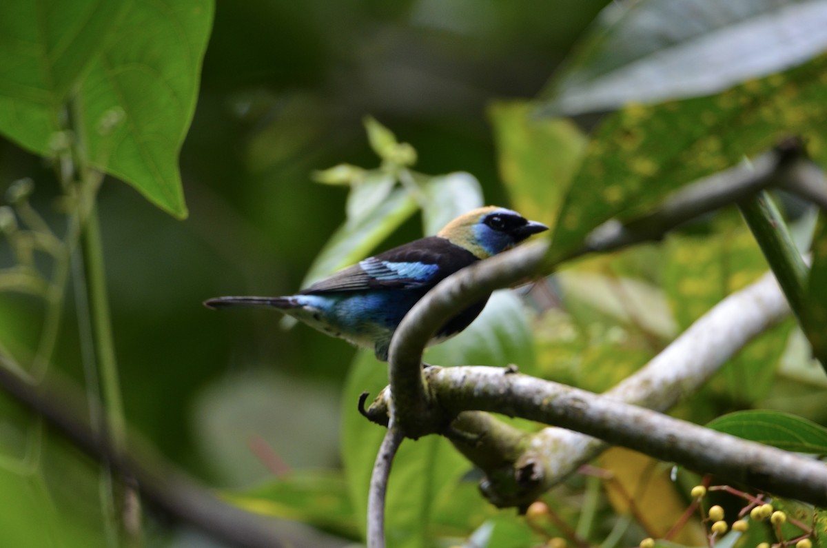 Golden-hooded Tanager - ML643186471