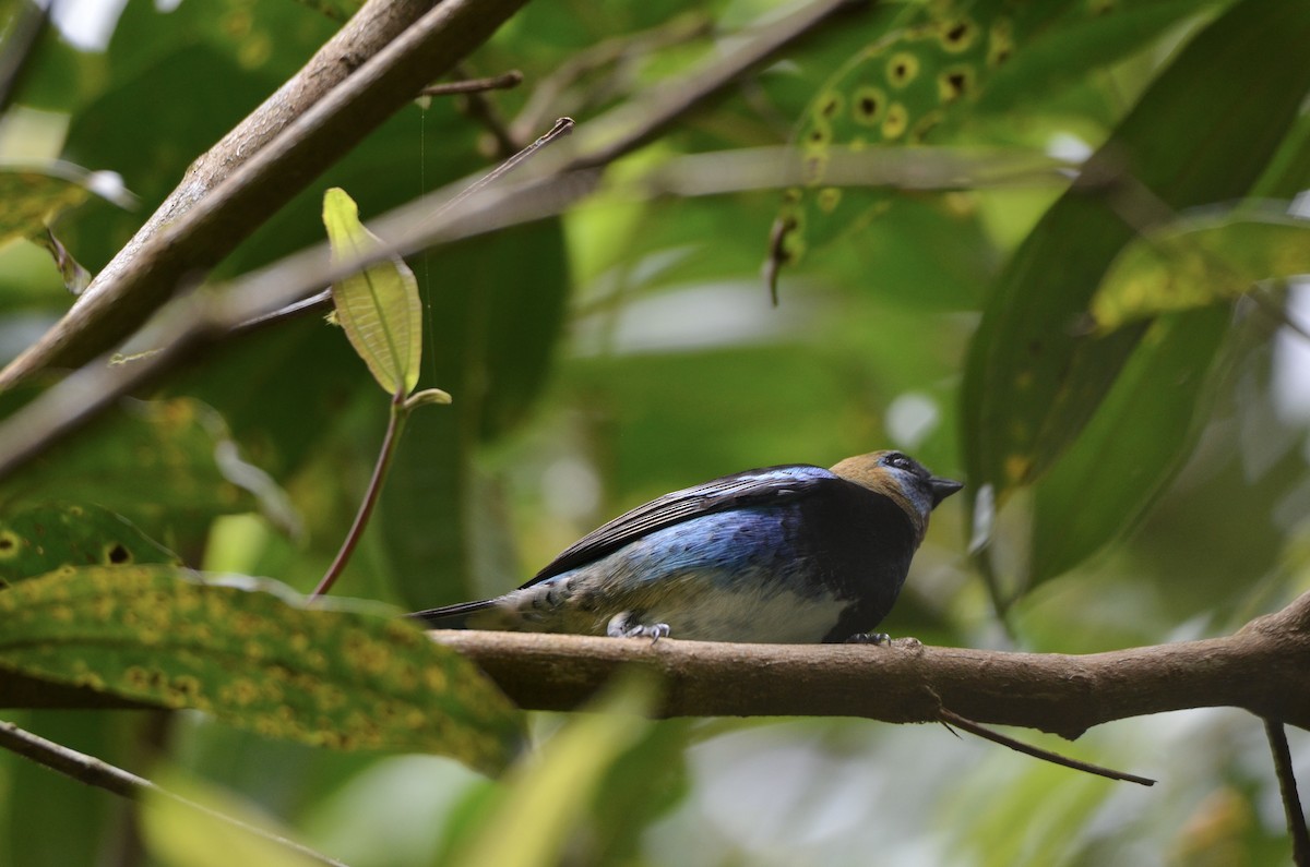 Golden-hooded Tanager - ML643186472