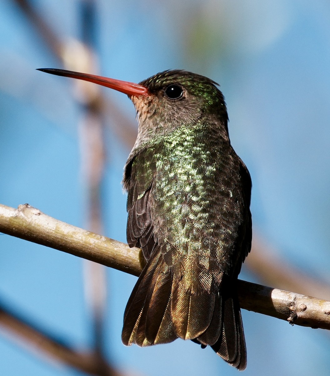 Gilded Hummingbird - ML643186473