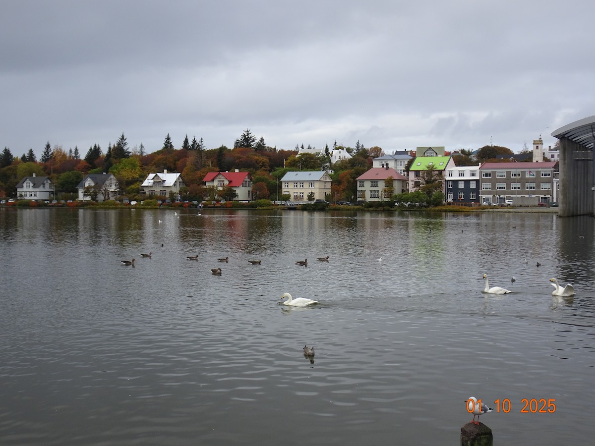 grågås - ML643186493
