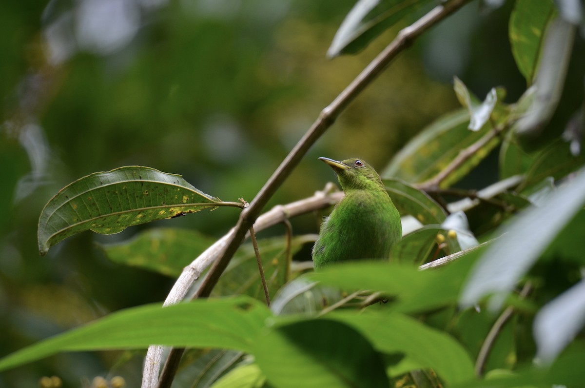 Green Honeycreeper - ML643186498