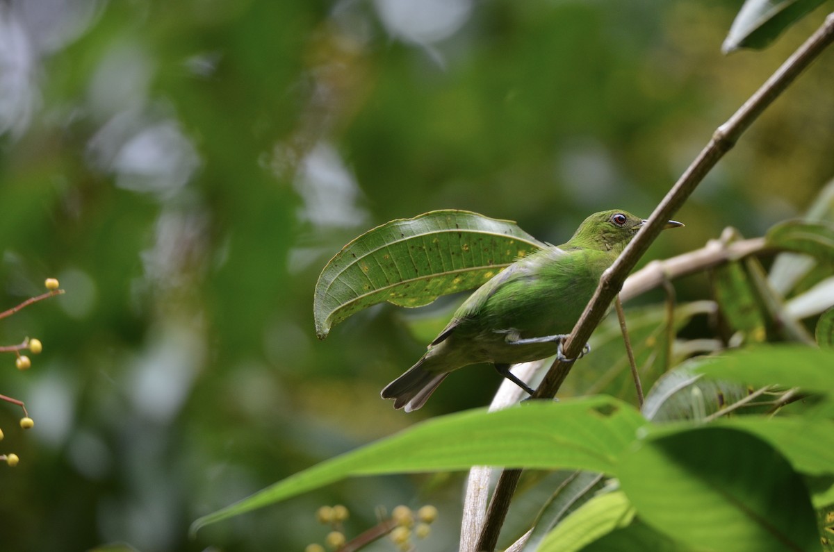 Green Honeycreeper - ML643186499