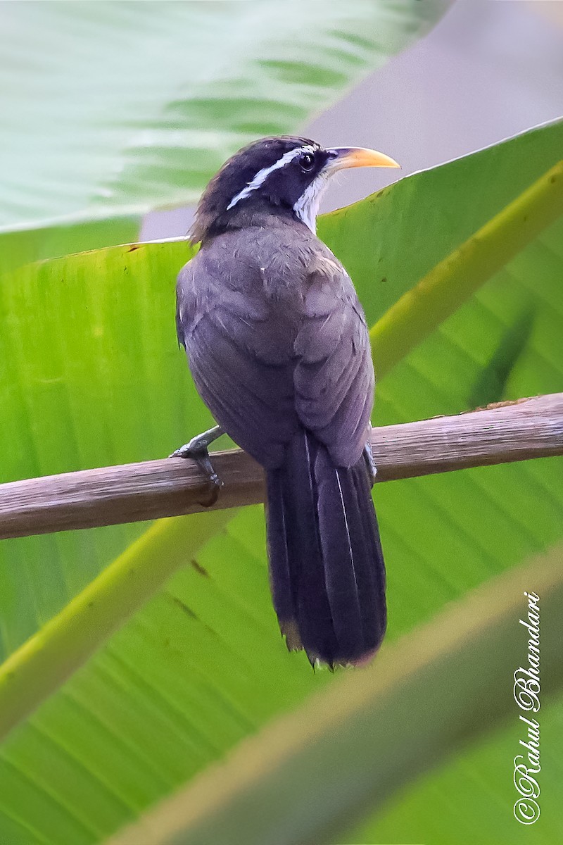 Indian Scimitar-Babbler - ML643186504