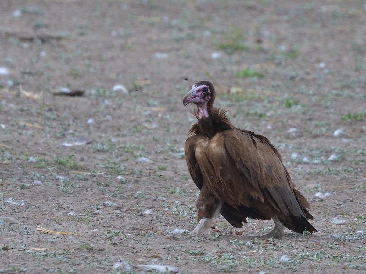 Hooded Vulture - ML643186519