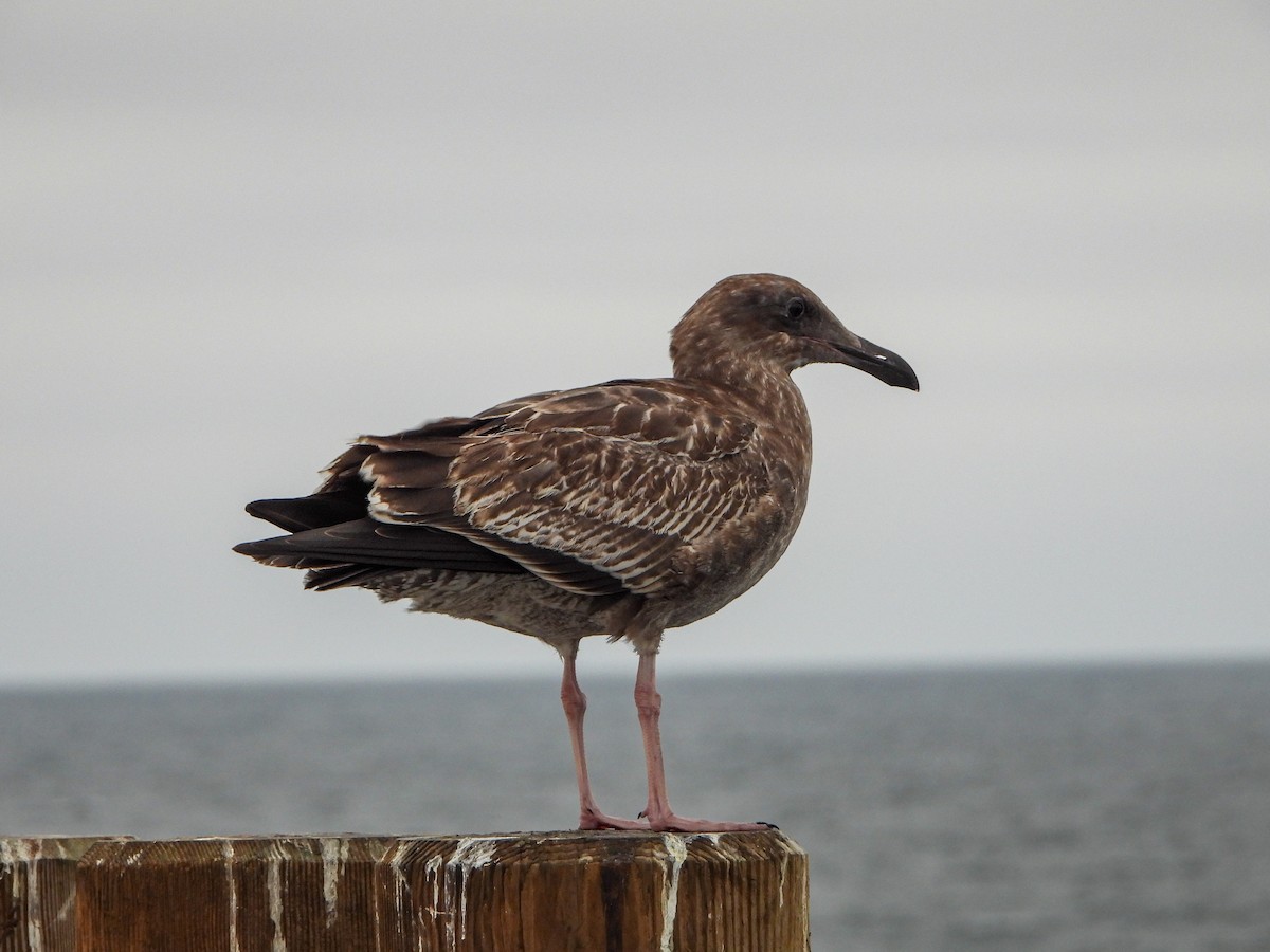 Western Gull - ML643186538