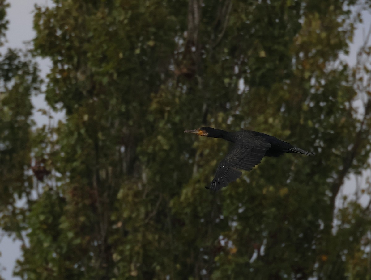 Great Cormorant - ML643186539