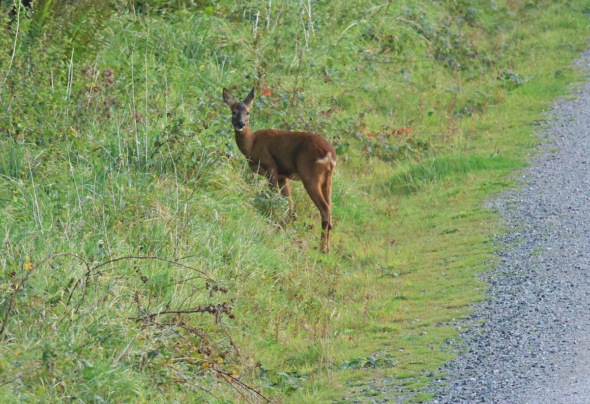 Roe Deer - ML643186547
