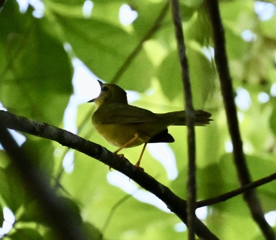 Flavescent Warbler - ML643186554