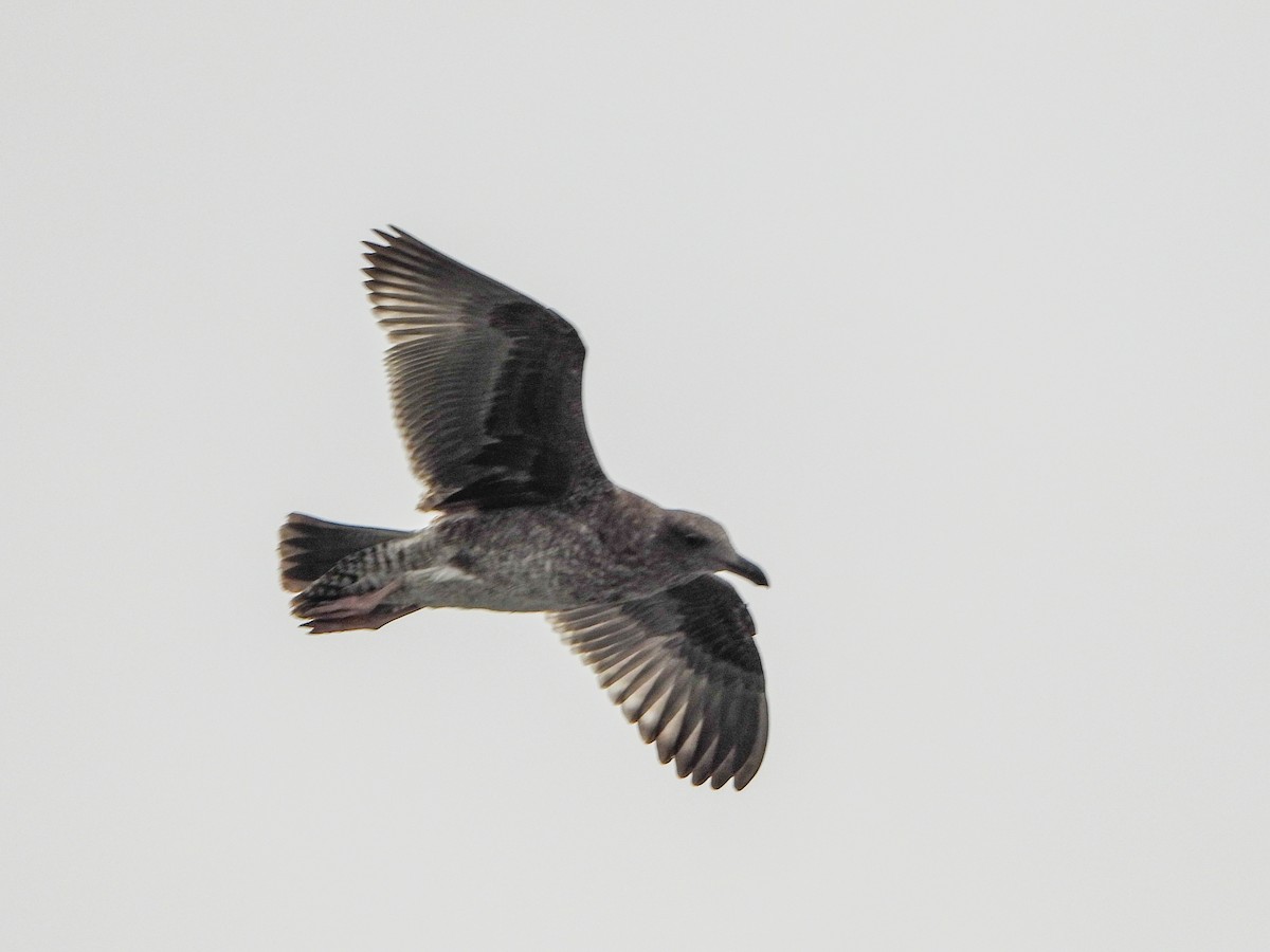 Western Gull - ML643186559