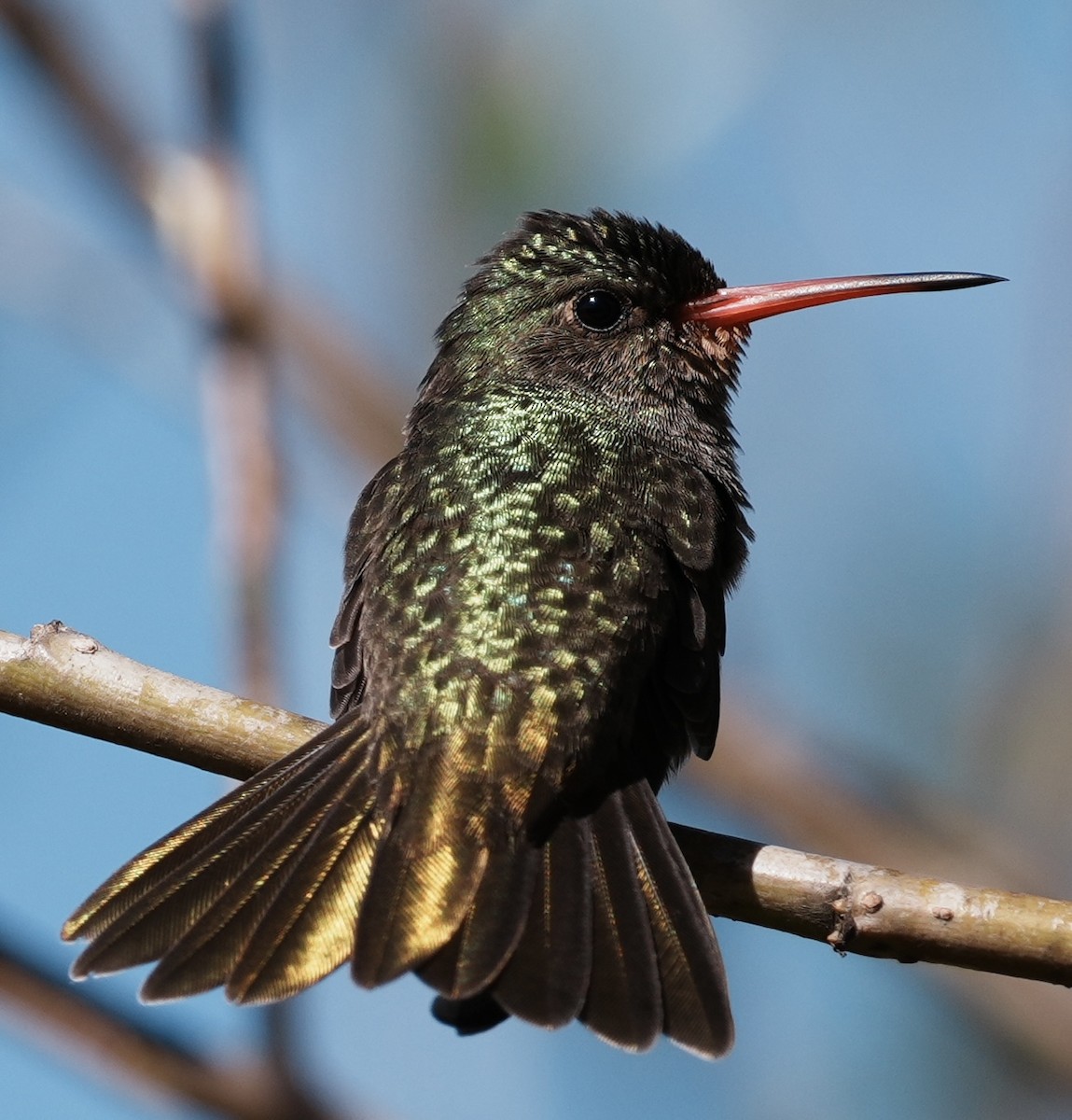 Gilded Hummingbird - ML643186560