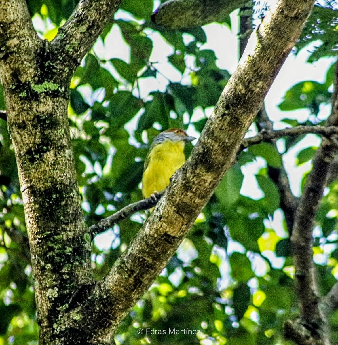Rufous-browed Peppershrike - ML643186577