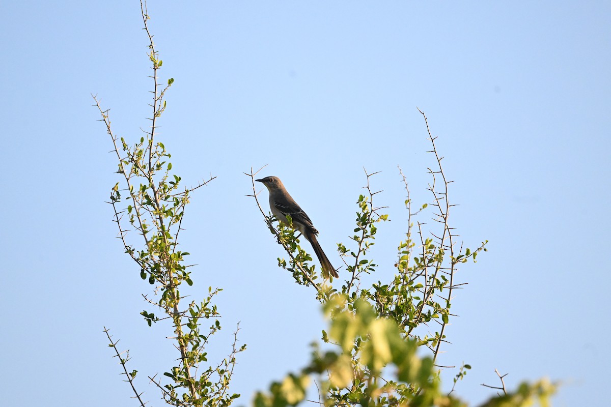 Northern Mockingbird - ML643186579