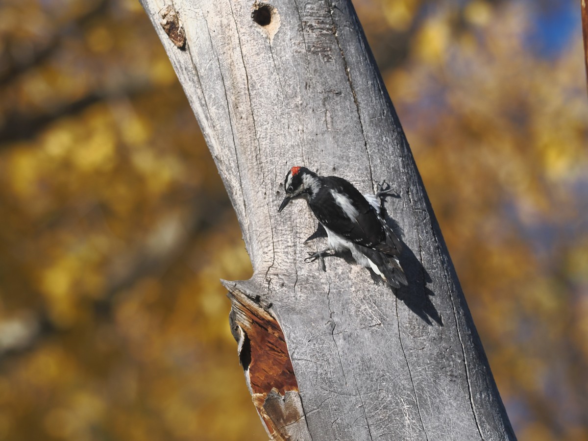 Hairy Woodpecker - ML643186580