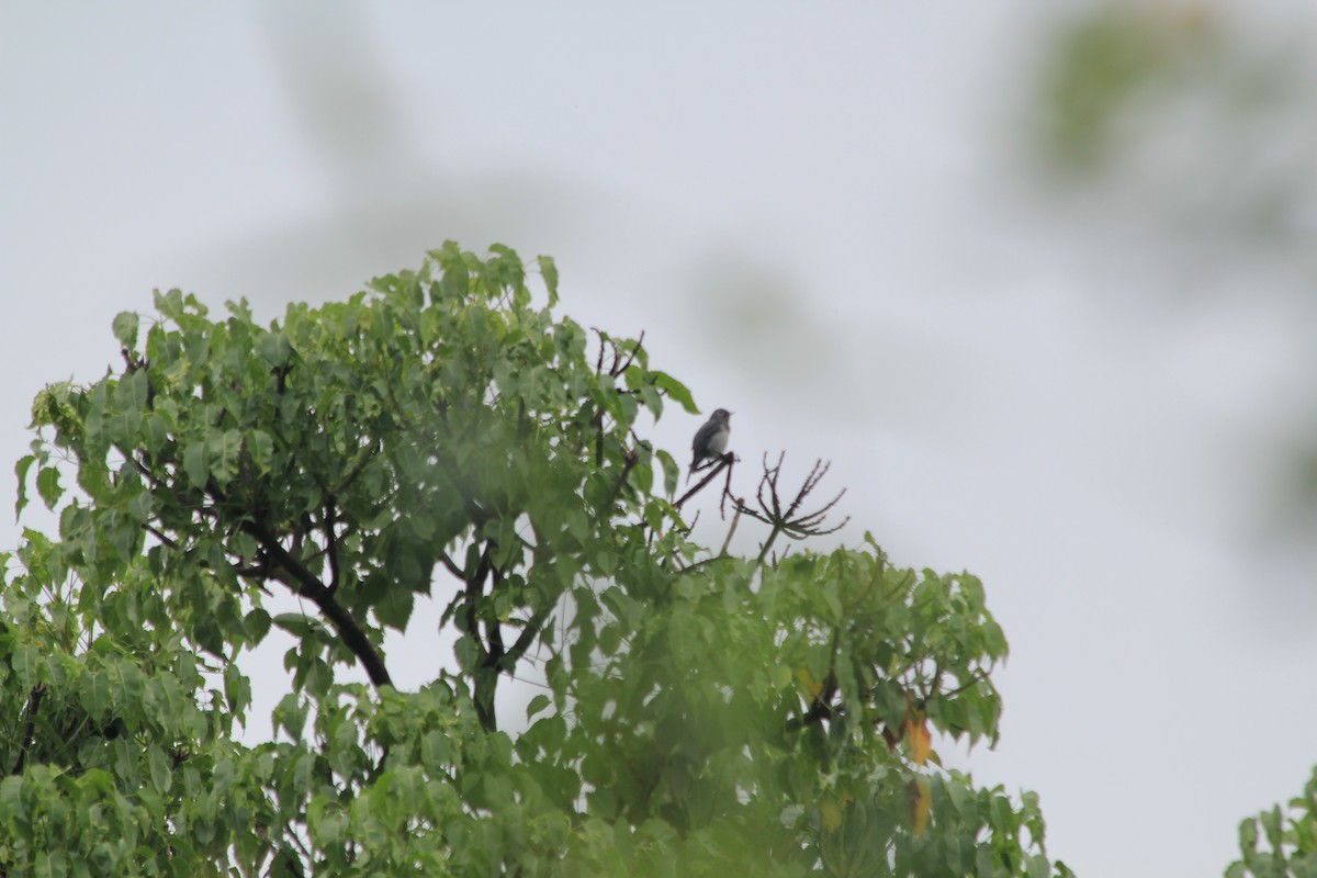 White-eyed Slaty-Flycatcher - ML643186581