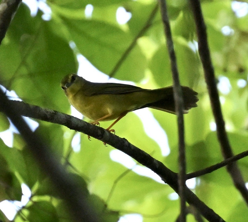 Flavescent Warbler - ML643186592