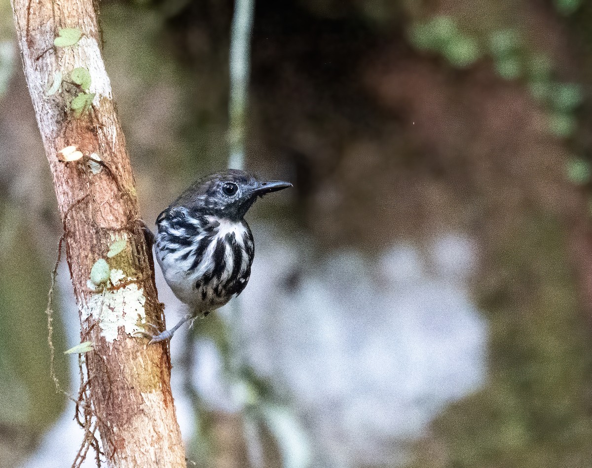 Dot-backed Antbird - ML643186594