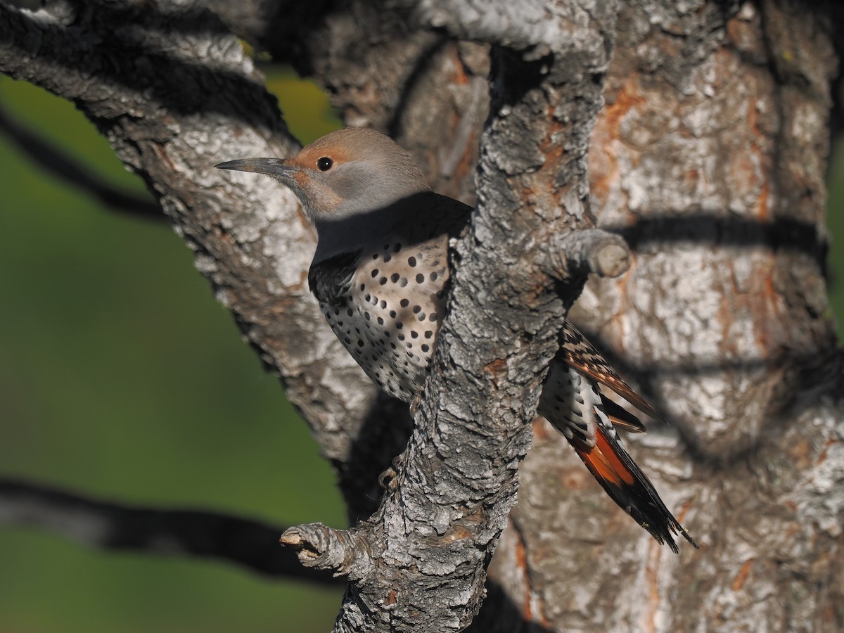Northern Flicker - ML643186596