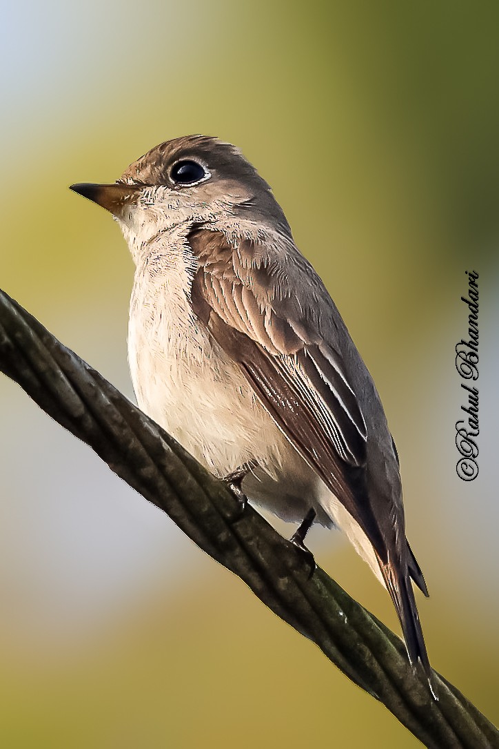 Asian Brown Flycatcher - ML643186597