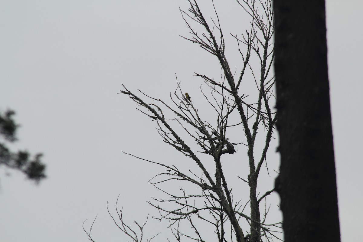 Yellow-crowned Canary - ML643186598