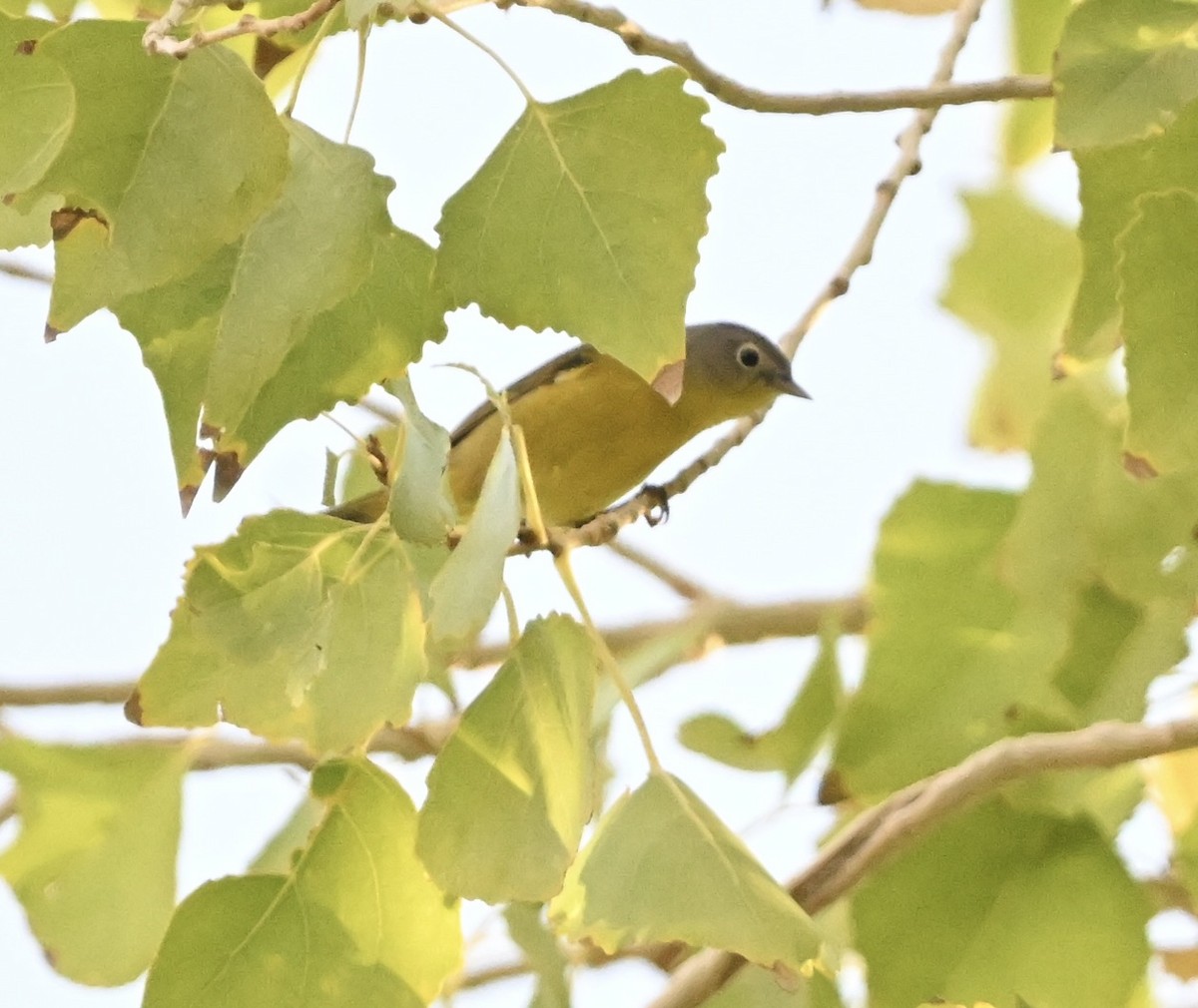 Nashville Warbler - ML643186608
