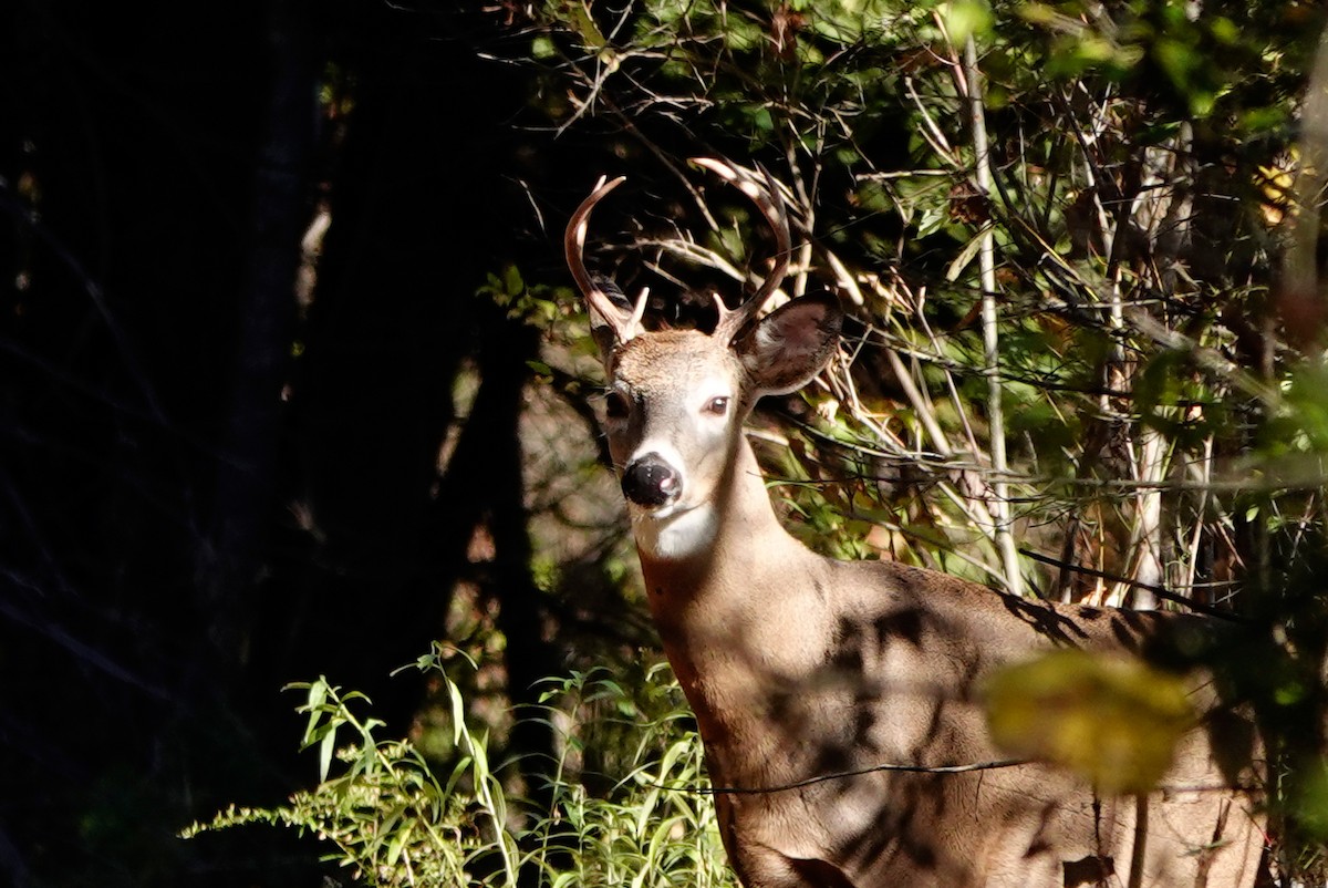 White-tailed Deer - ML643186612