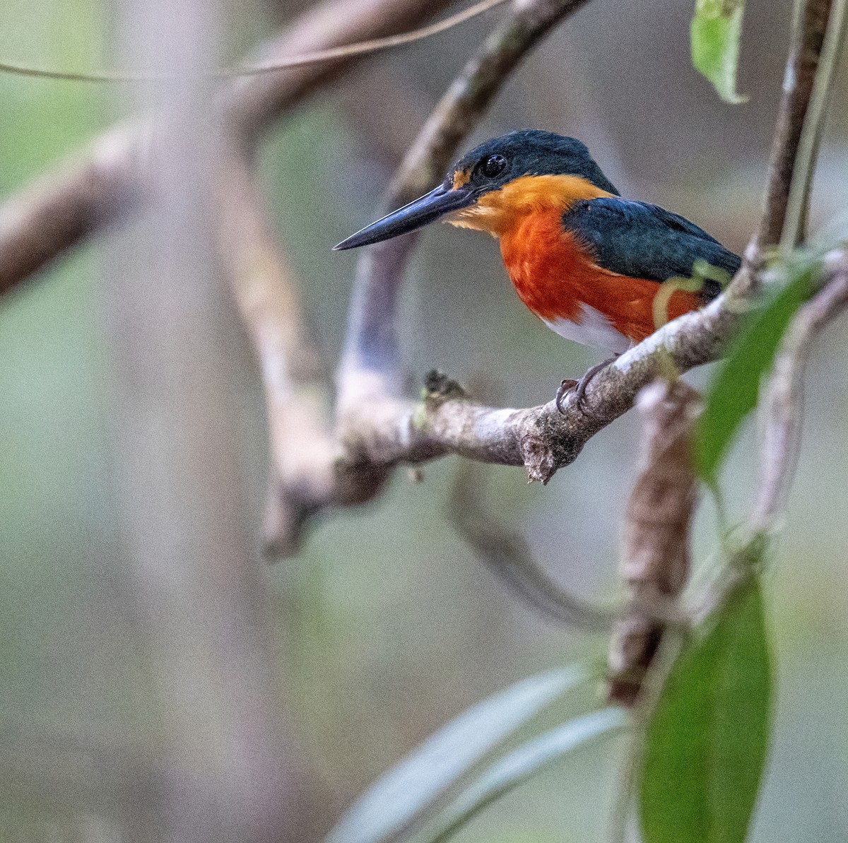 American Pygmy Kingfisher - ML643186621
