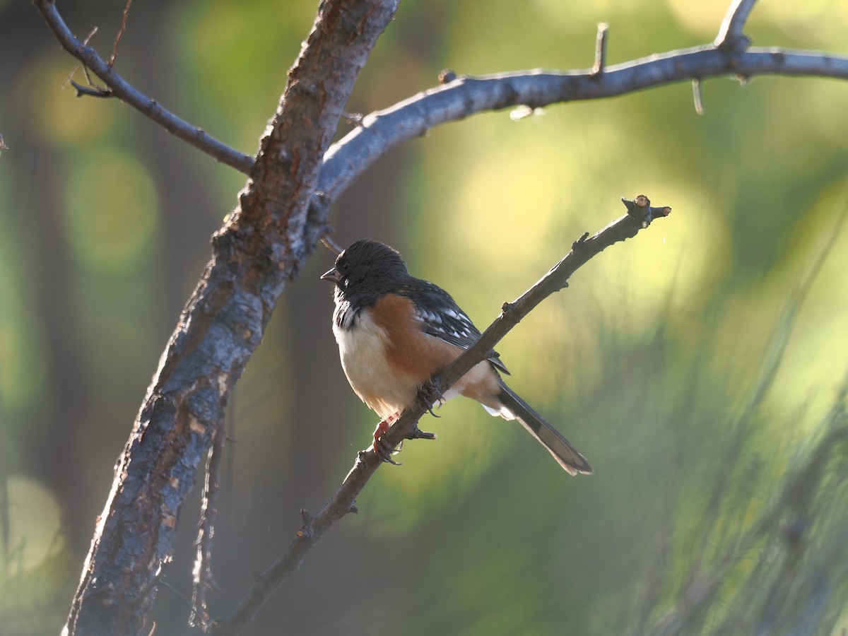 Spotted Towhee - ML643186625