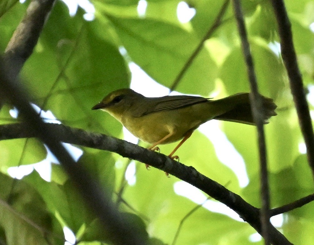Flavescent Warbler - ML643186627