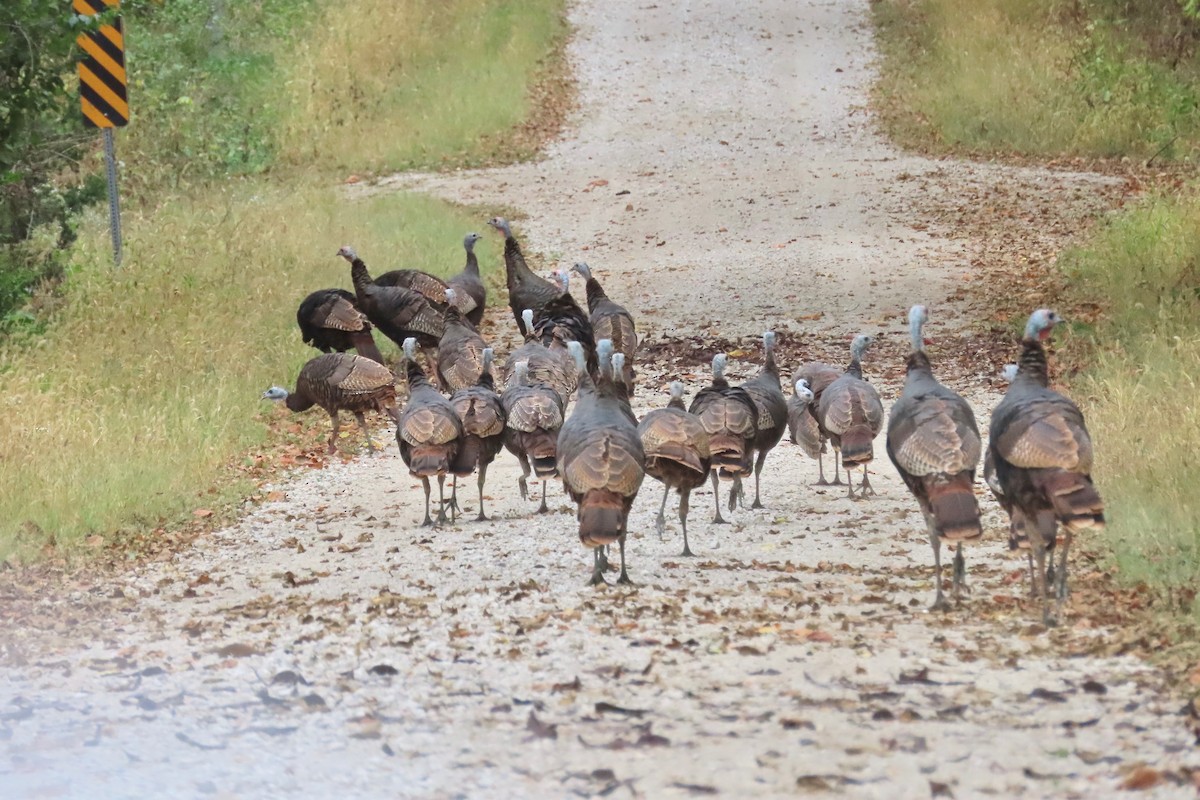 Guajolote Gallipavo - ML643186628