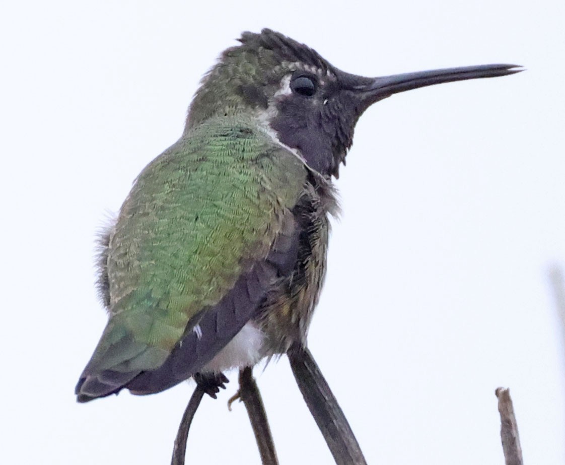rødmaskekolibri - ML643186631