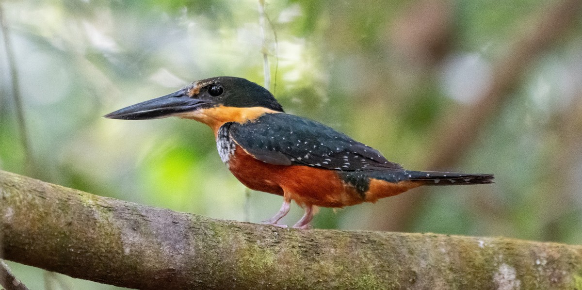 Green-and-rufous Kingfisher - ML643186632