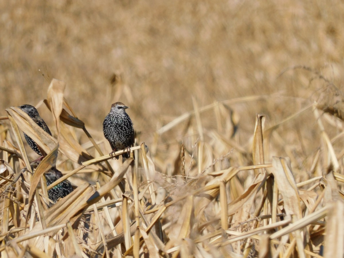 European Starling - ML643186633
