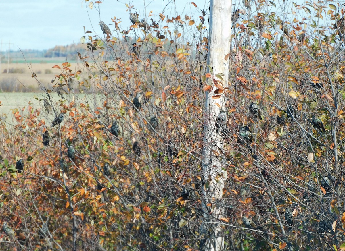 European Starling - ML643186647