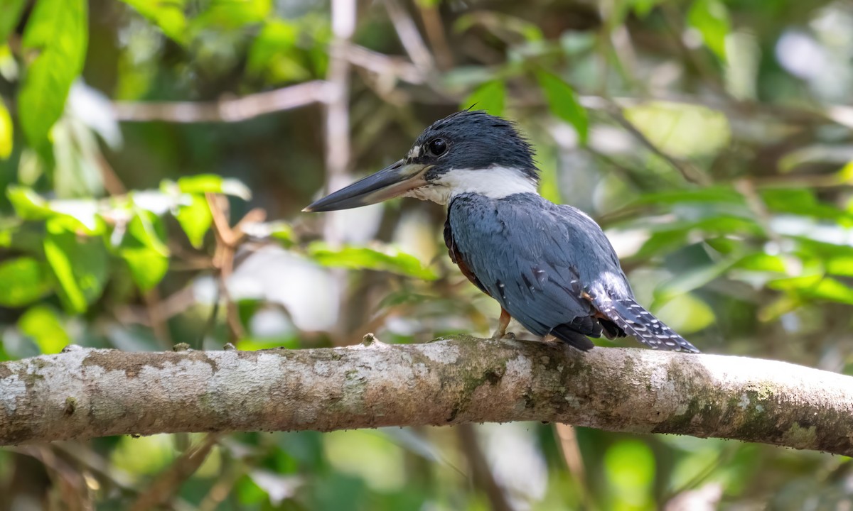 Ringed Kingfisher - ML643186648
