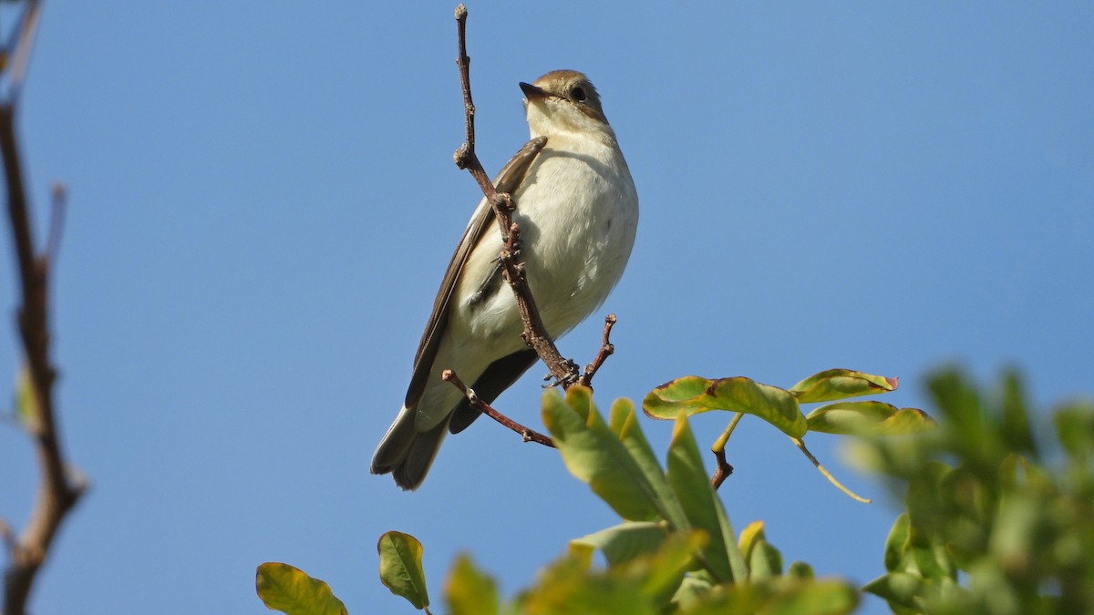 European Pied Flycatcher - ML643186651