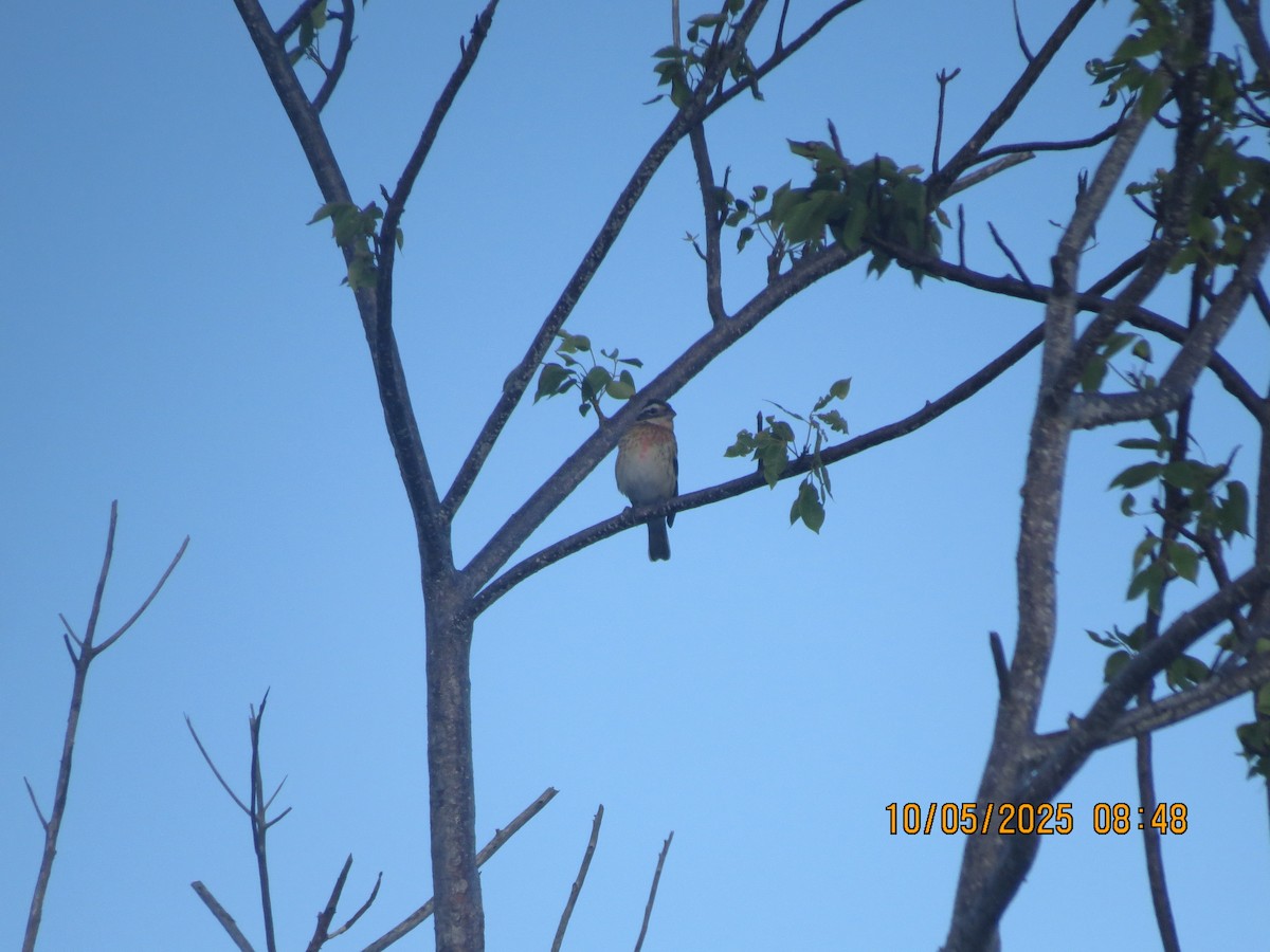 Rose-breasted Grosbeak - ML643186654